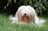 TERRIER DU TIBET 046